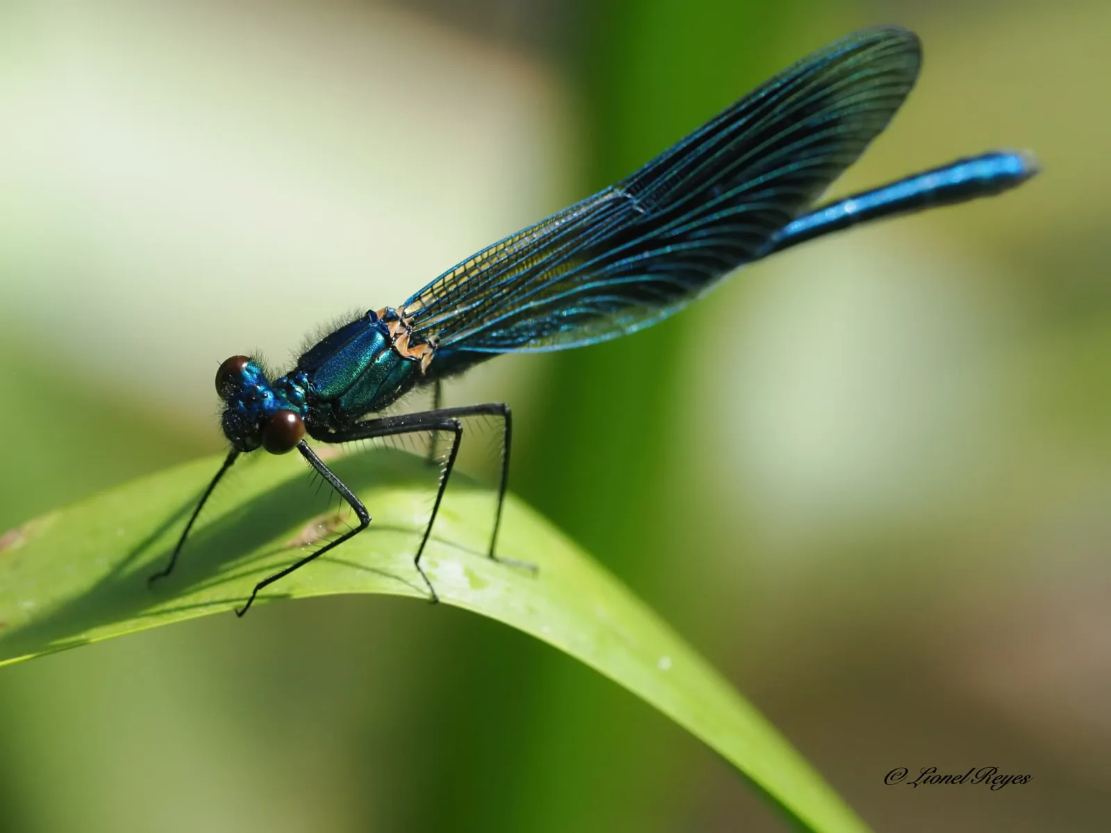 Banded demoiselle by the water