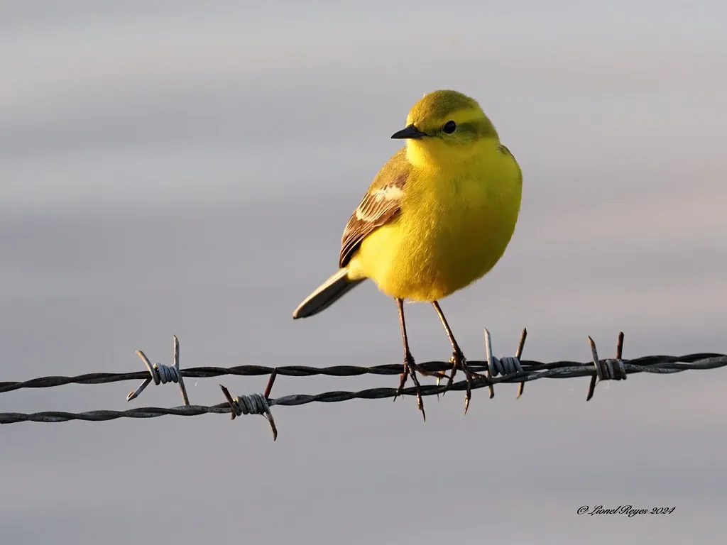 Yellow wagtail on the boundary fence