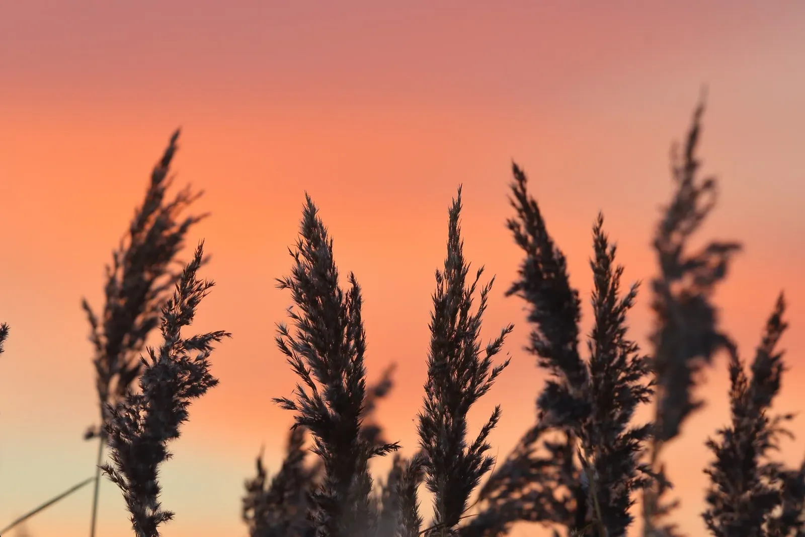 Reeds at sunset