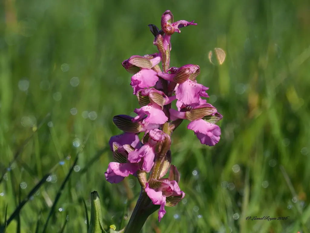 Green-winged orchid flowering in the Kilvington Lakes wild meadow
