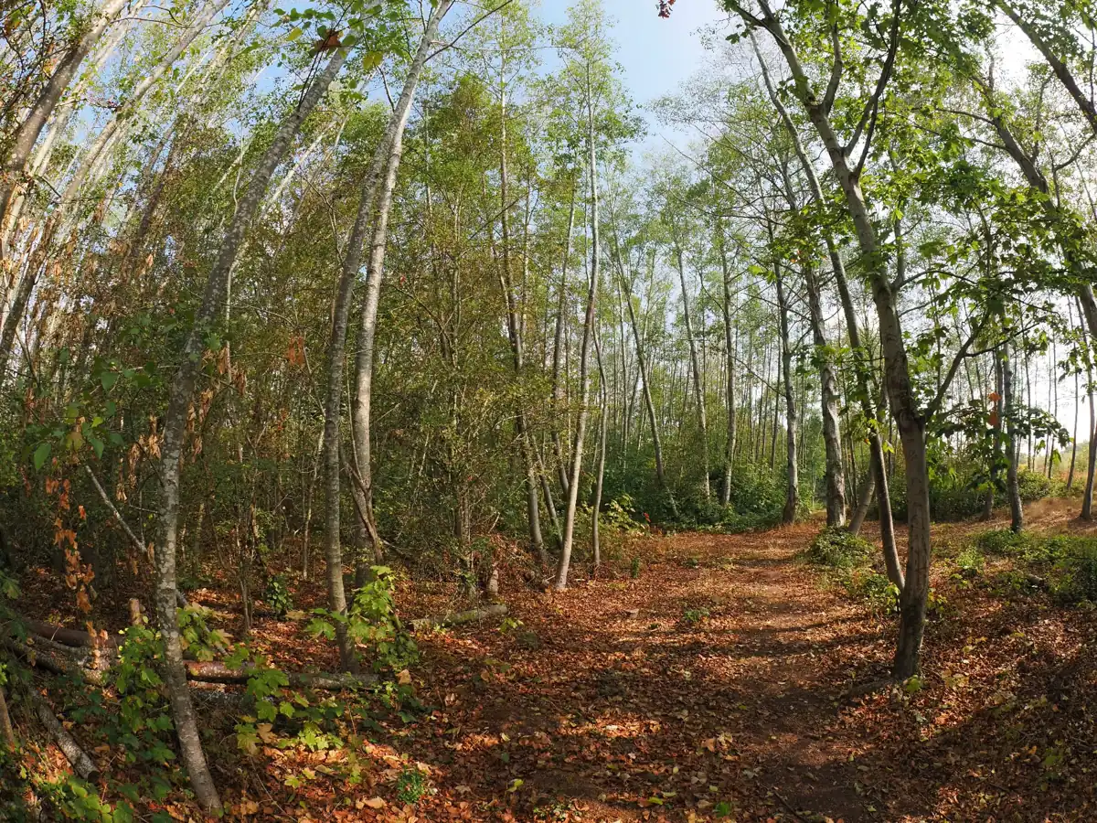 Woodland and wild meadow