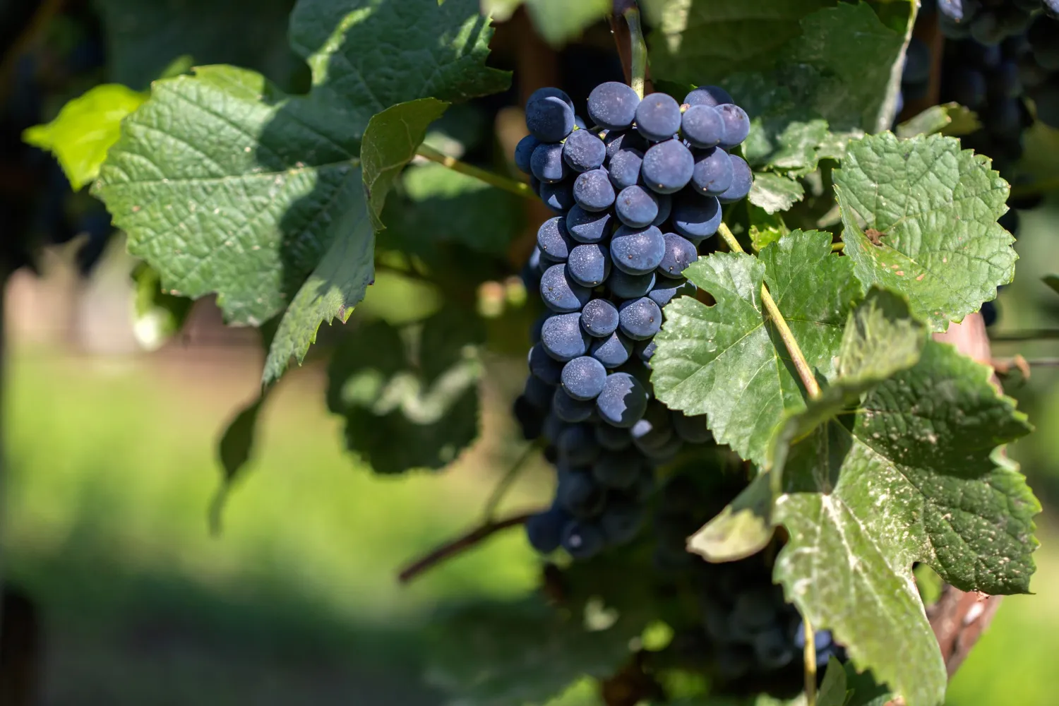 Vineyards and breweries