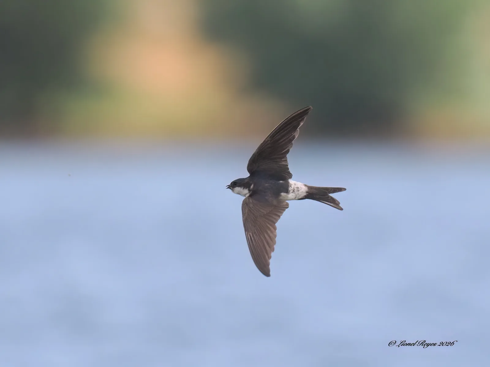 House martin over the reeds