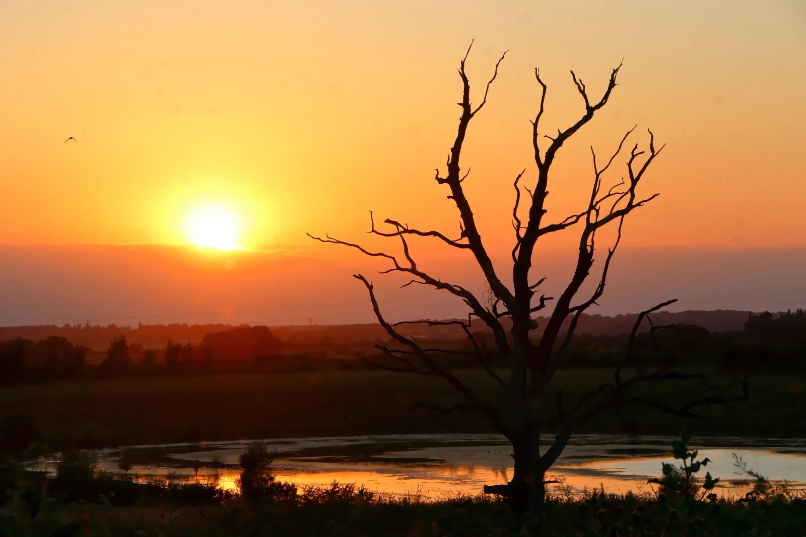 The lone tree at sunset