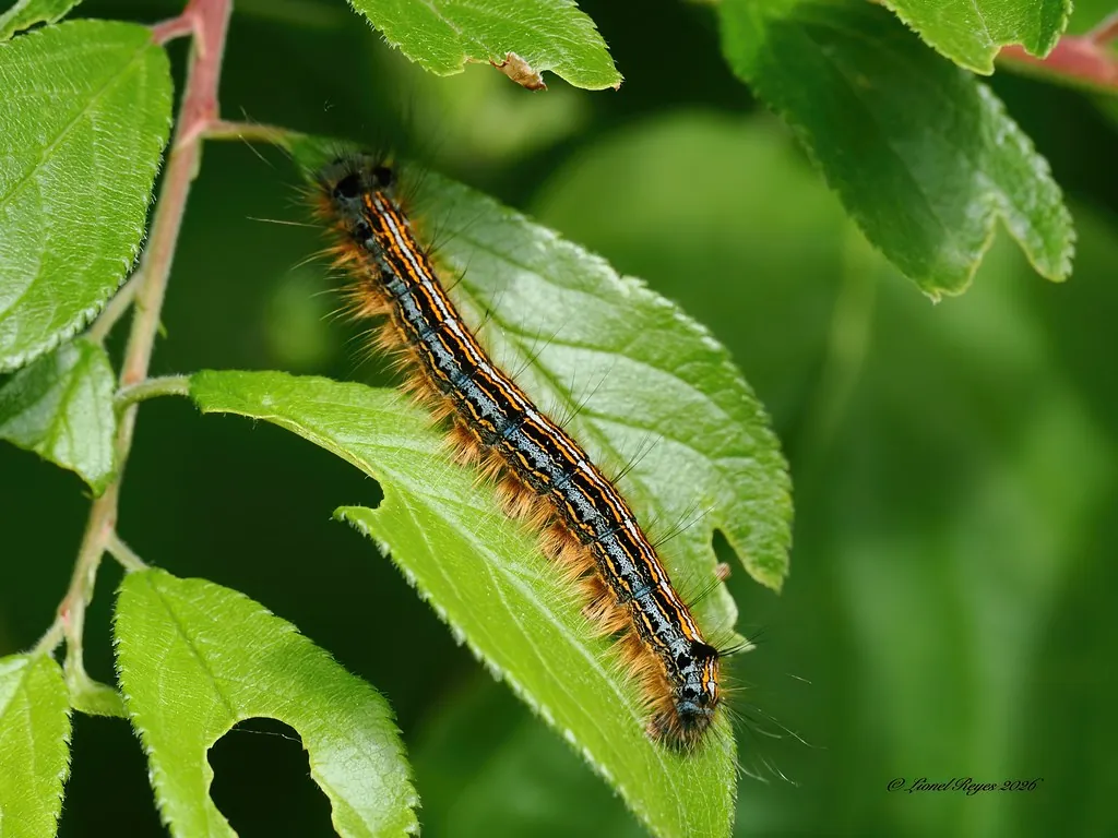 Lackey moth caterpillar in the hedgerow