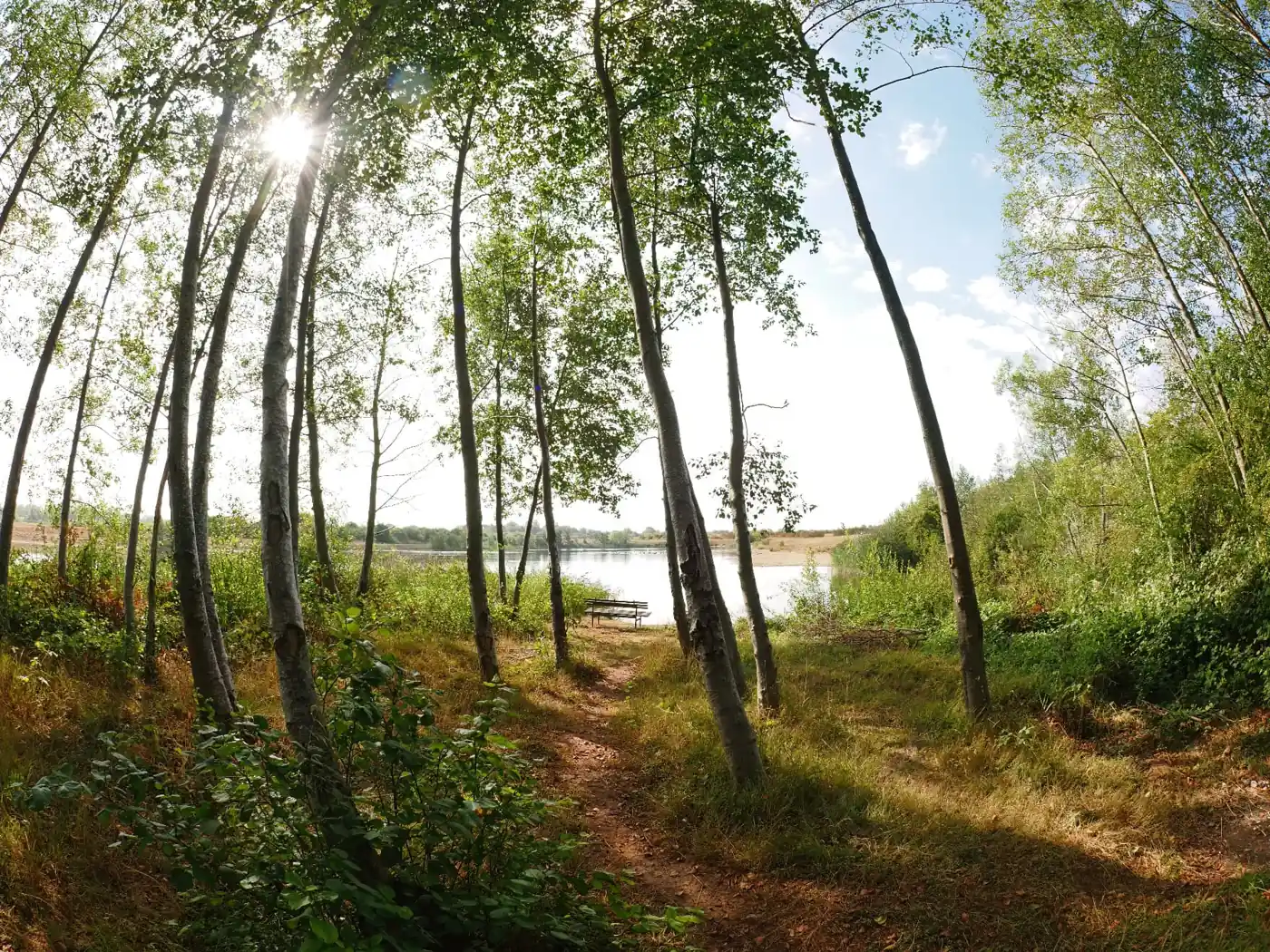 Lakeside path through the trees