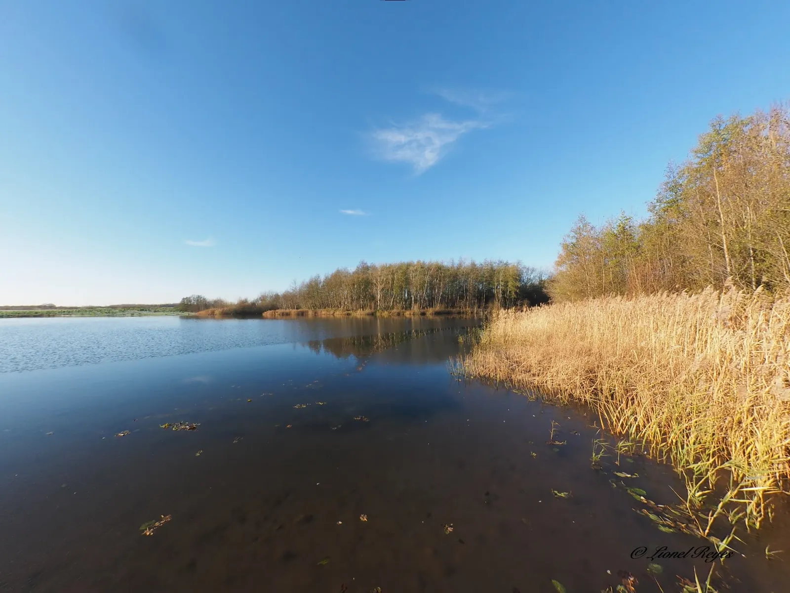 Reed beds and open water under a clear winter sky