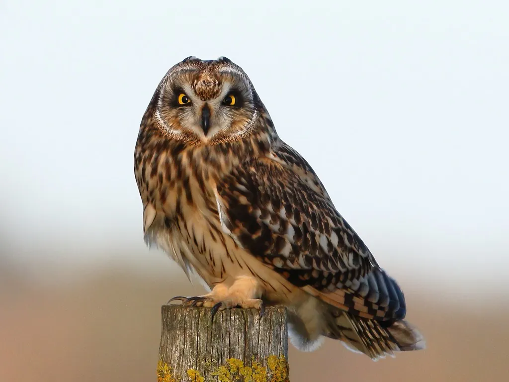 Short-eared owl at dusk on the Kilvington Lakes estate