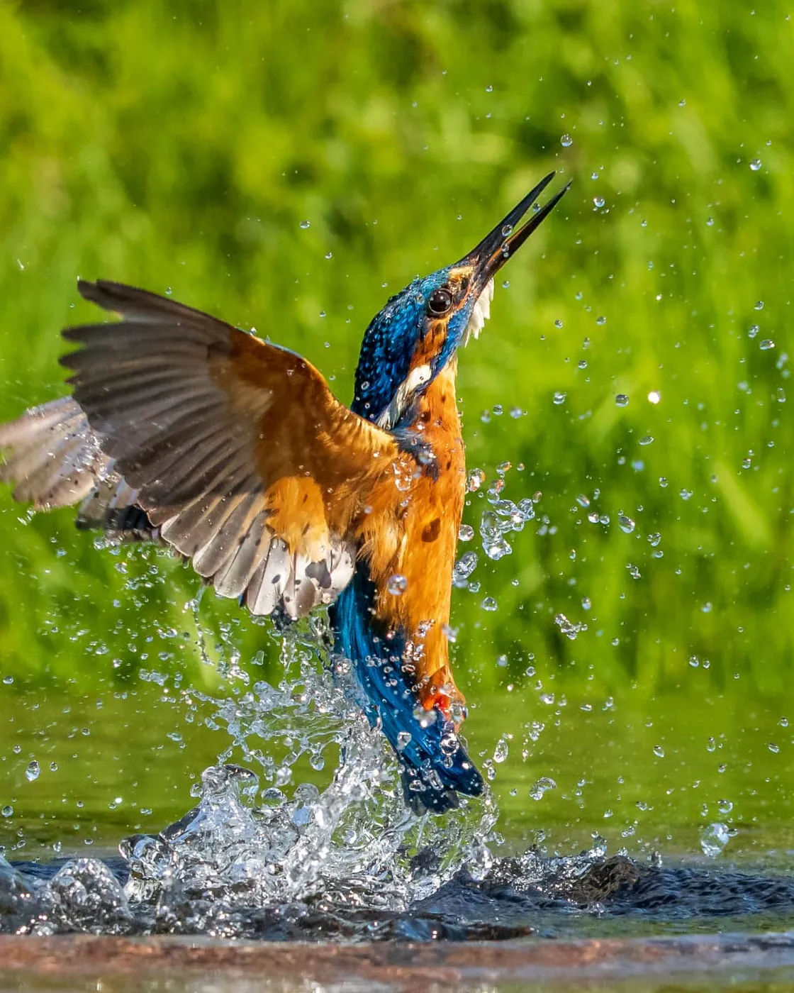 A kingfisher lifting from the water at Kilvington Lakes
