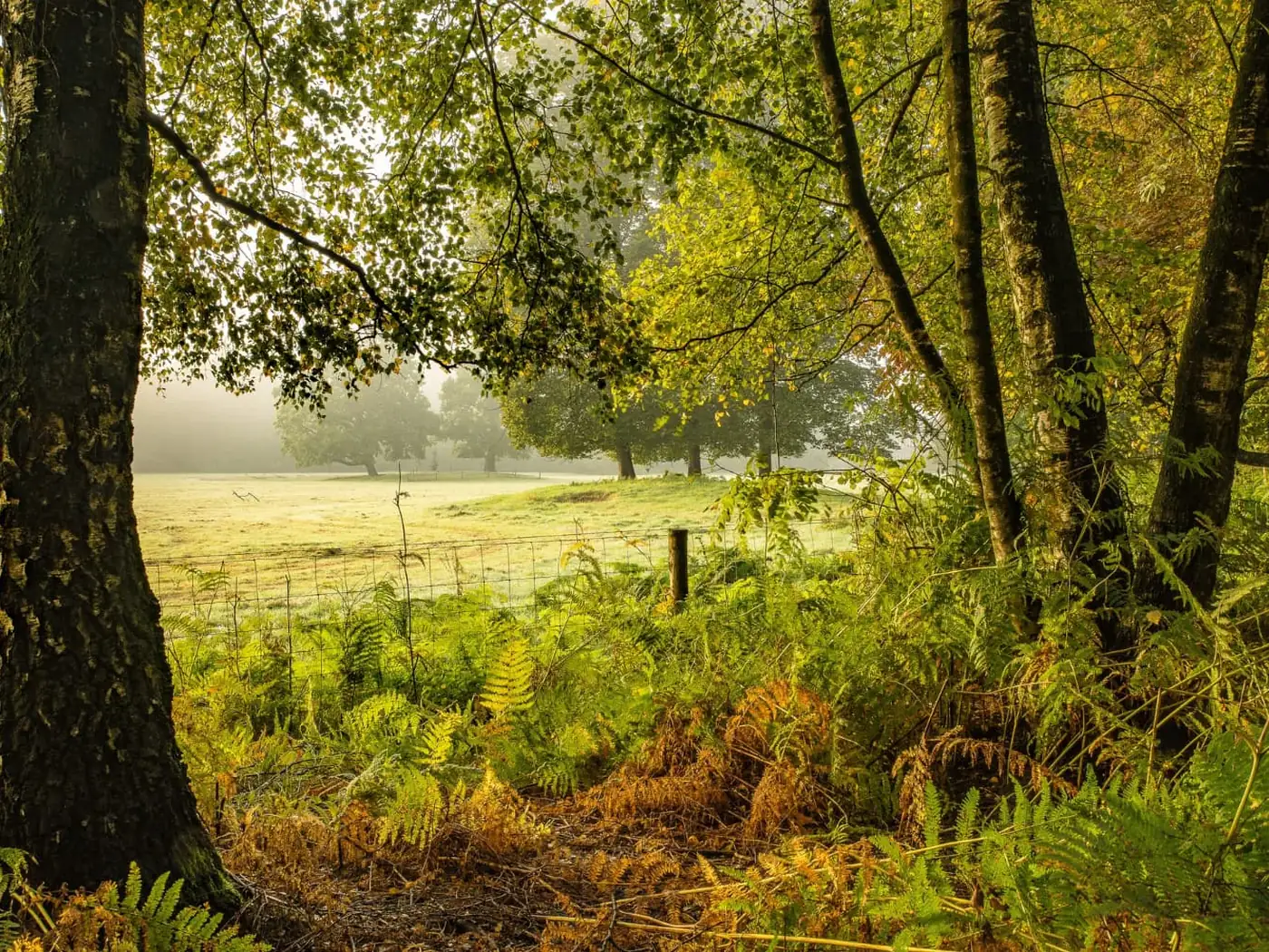 Autumn in the woodland