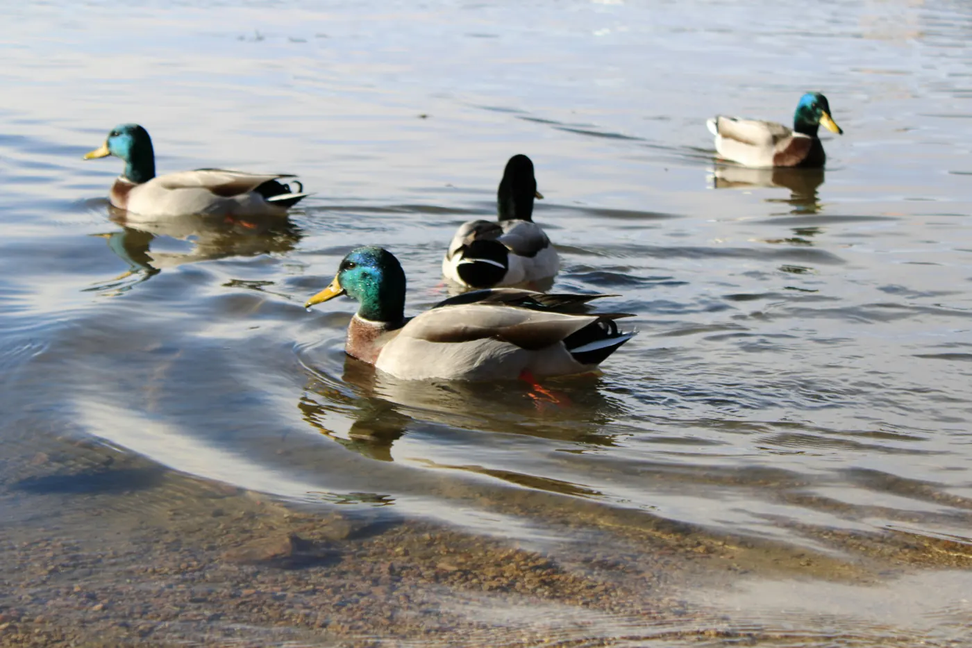Mallard ducks on the water