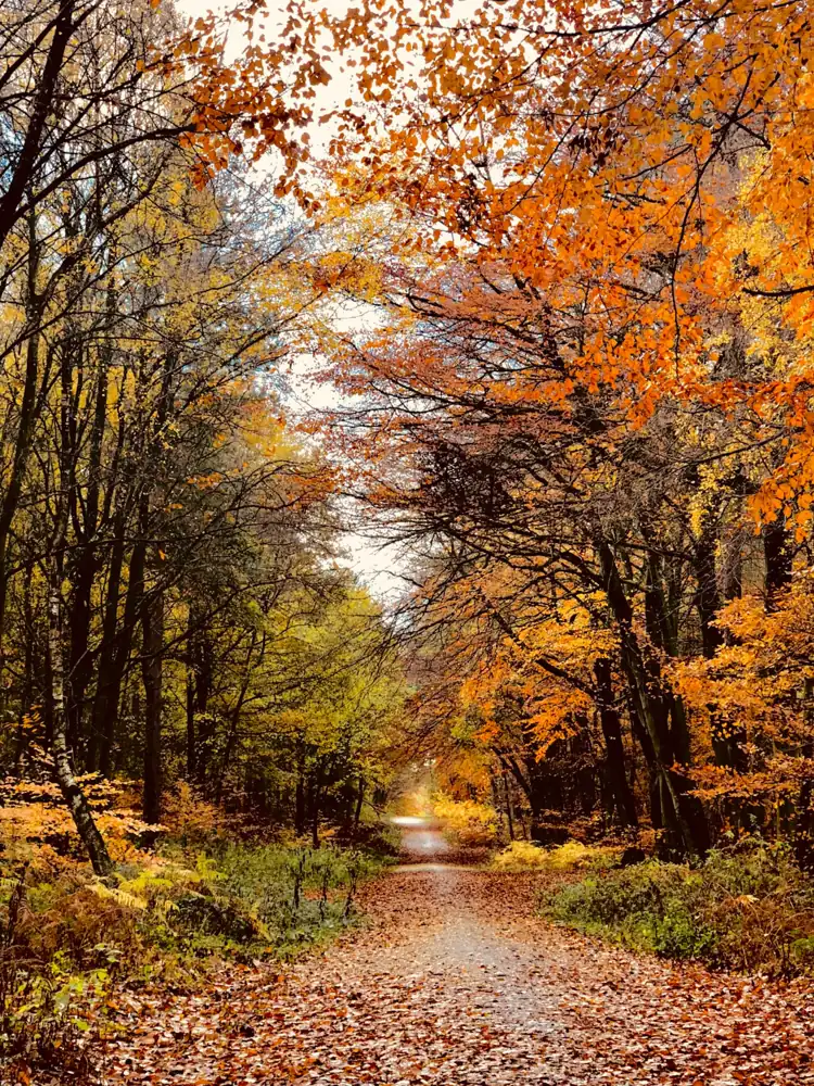 Autumn woodland lane