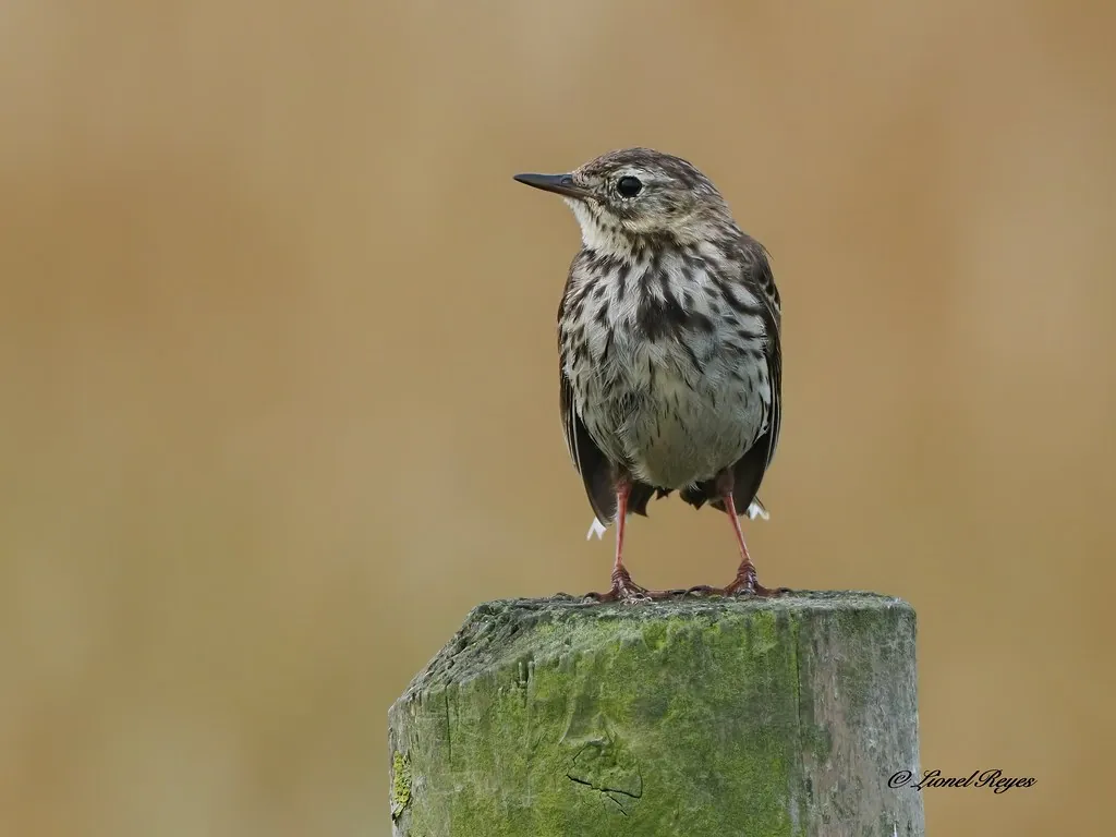Meadow pipit on a fence post
