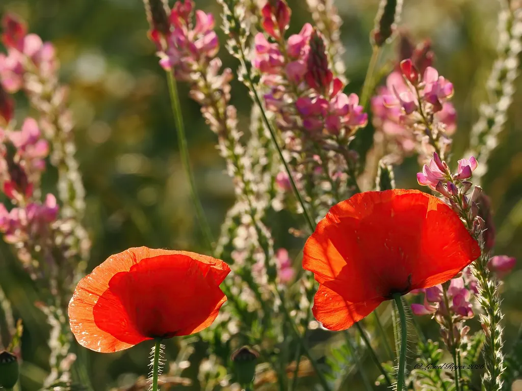 Poppies and sainfoin in summer