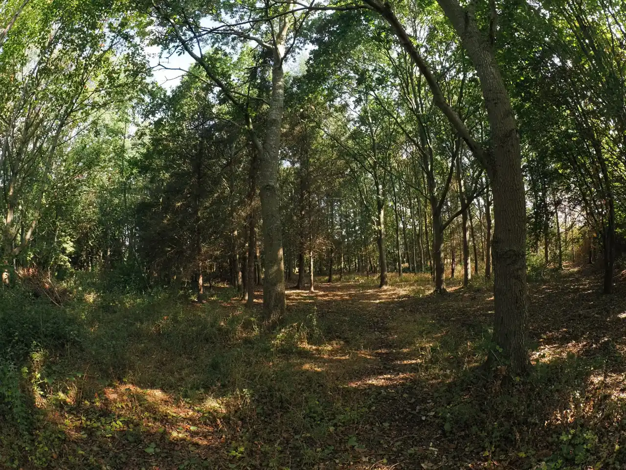 Sunlit woodland glade within the estate