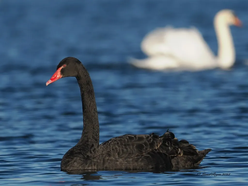 Black swan on the lake