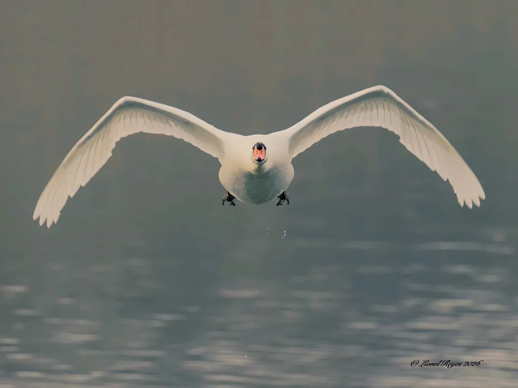 Mute swan in flight over the water at Kilvington Lakes