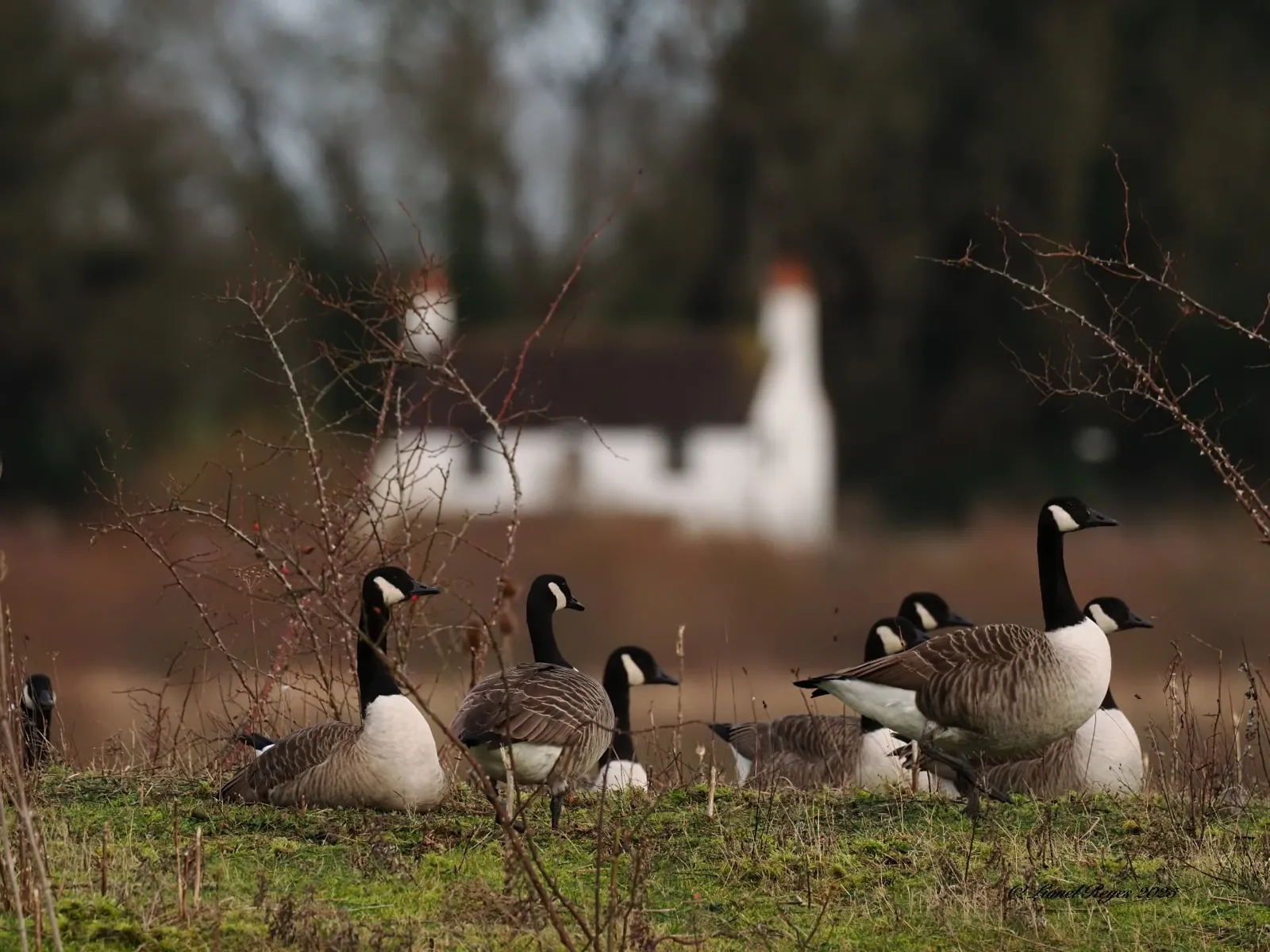 Canada geese grazing in front of the old cottage