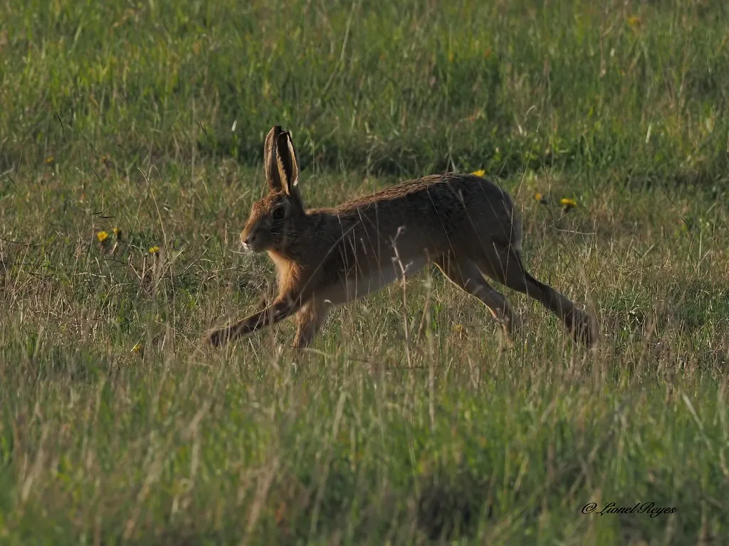 Brown hare running through the wild meadow at Kilvington Lakes