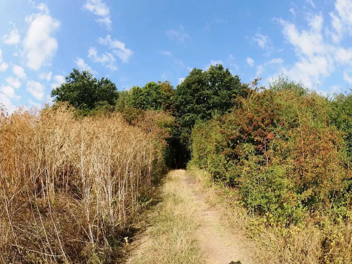 Paths and mown tracks